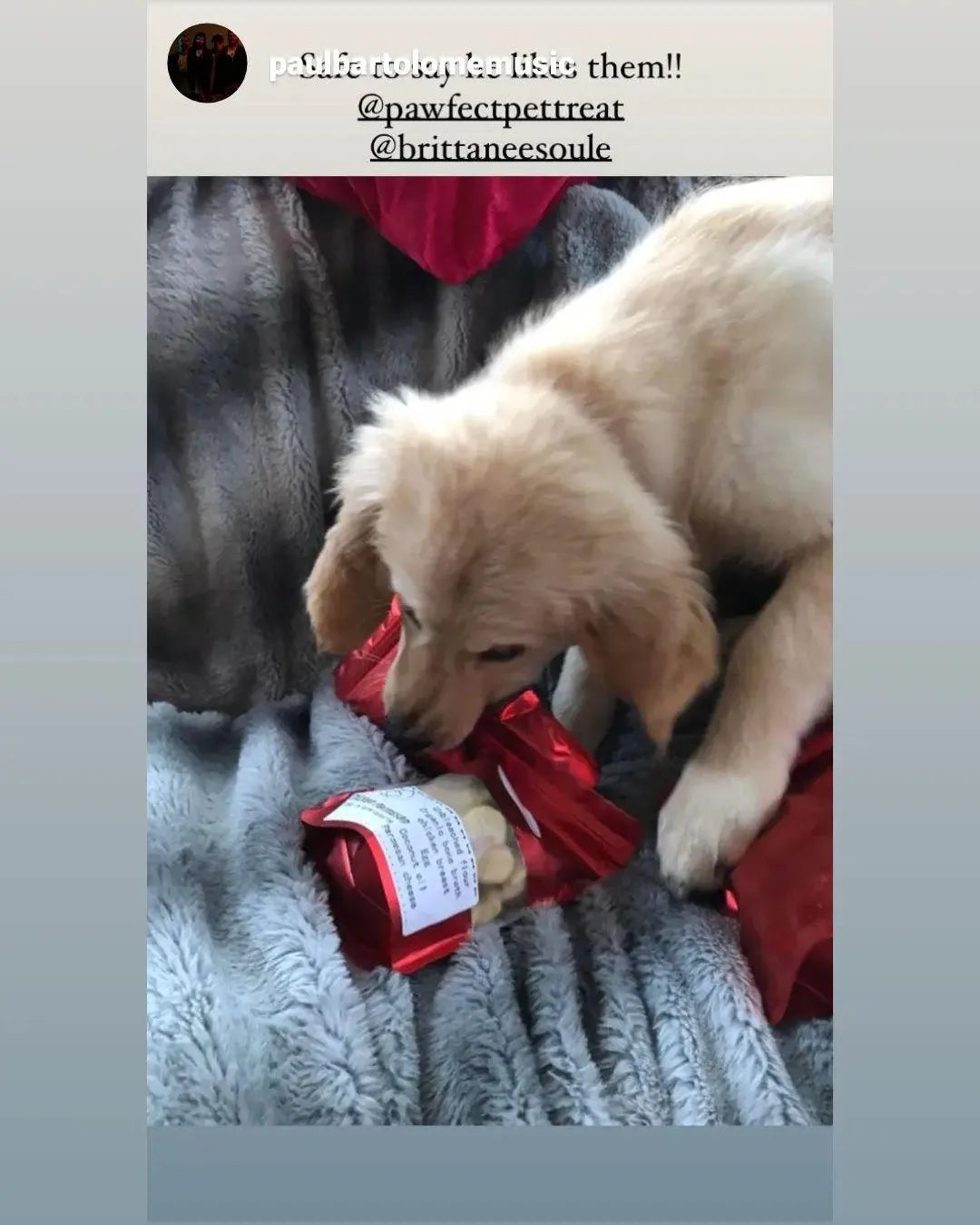 Sweet Rocky getting his first taste if PAWfect Pet Treats!