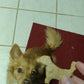 Chicken parmesan dog biscuits- Organic dog treats- Artisan dog treats- Gourmet dog treats